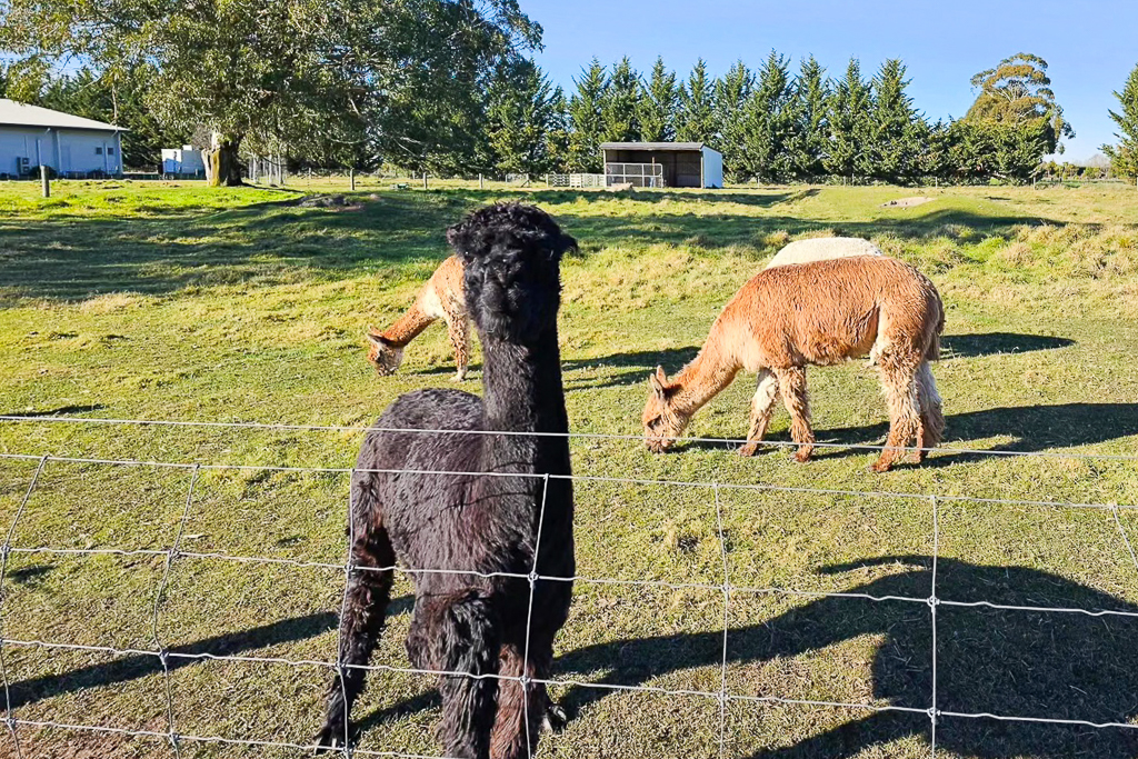 紐西蘭南島｜Farmers Corner．台灣人開的伴手禮店，牧場餵羊駝春天賞薰衣草 @飛天璇的口袋