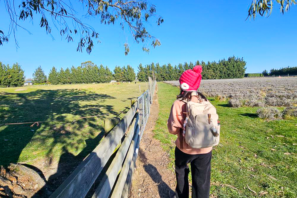 紐西蘭南島｜Farmers Corner．台灣人開的伴手禮店，牧場餵羊駝春天賞薰衣草 @飛天璇的口袋