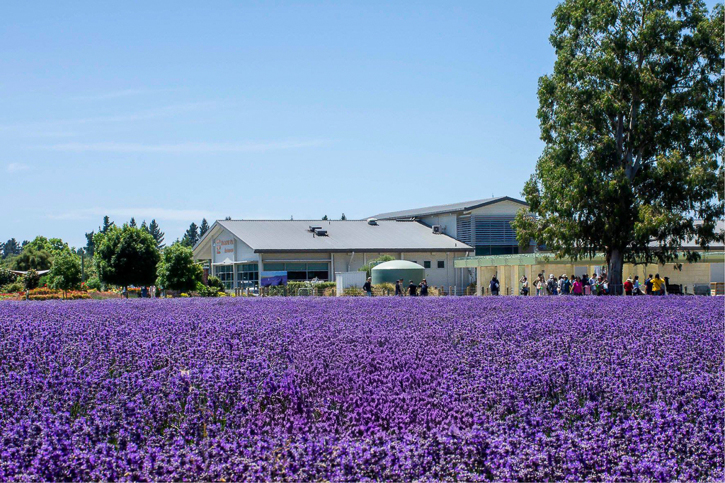 紐西蘭南島｜Farmers Corner．台灣人開的伴手禮店，牧場餵羊駝春天賞薰衣草 @飛天璇的口袋