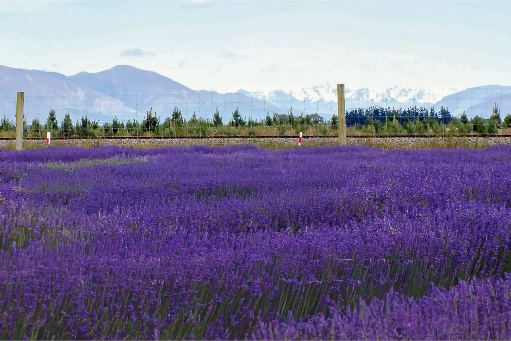 紐西蘭南島｜Farmers Corner．台灣人開的伴手禮店，牧場餵羊駝春天賞薰衣草 @飛天璇的口袋