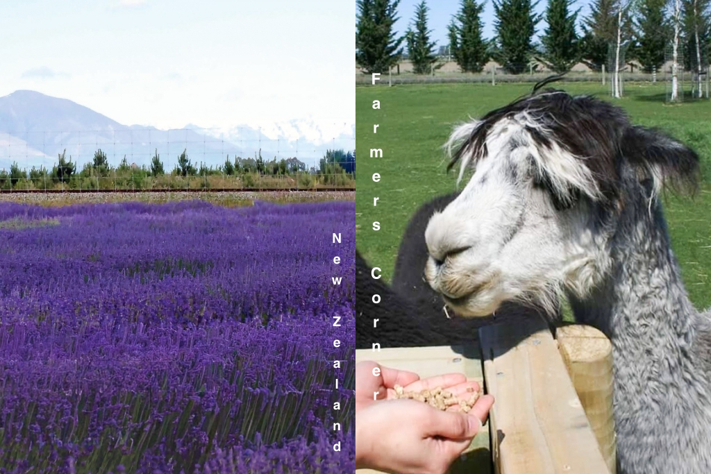 紐西蘭南島｜Farmers Corner．台灣人開的伴手禮店，牧場餵羊駝春天賞薰衣草 @飛天璇的口袋