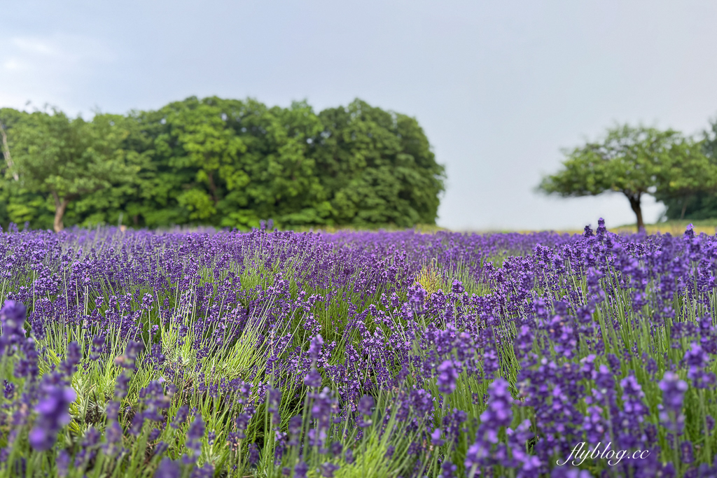 日本北海道｜羊之丘展望台．眺望札幌市景，夏天有薰衣草，冬天可以玩雪 @飛天璇的口袋