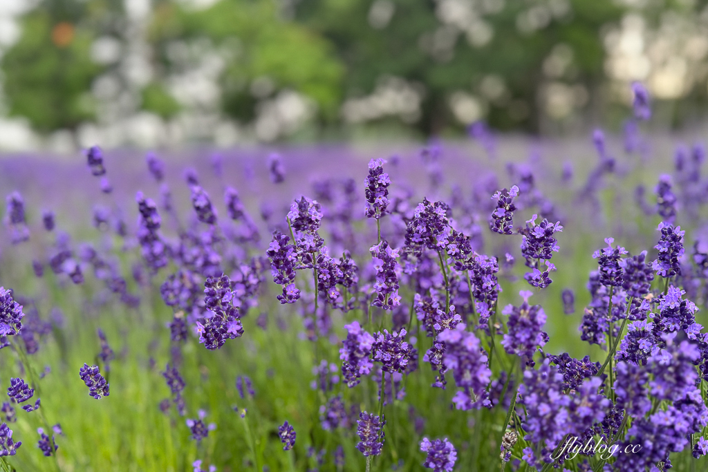 日本北海道｜羊之丘展望台．眺望札幌市景，夏天有薰衣草，冬天可以玩雪 @飛天璇的口袋