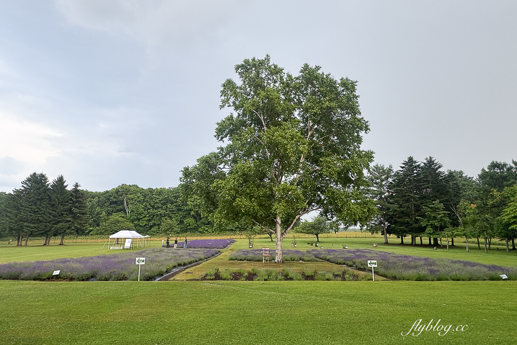 日本北海道｜羊之丘展望台．眺望札幌市景，夏天有薰衣草，冬天可以玩雪 @飛天璇的口袋