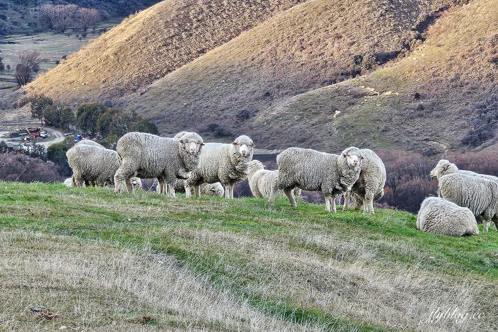 紐西蘭南島｜Lindis Pass 林迪斯隘口．紐西蘭8號公路觀景台，紐西蘭明信片的經典景點 @飛天璇的口袋