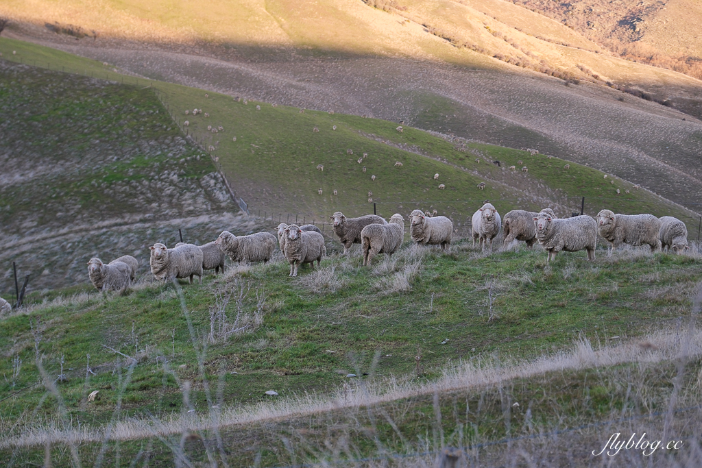 紐西蘭南島｜Lindis Pass 林迪斯隘口．紐西蘭8號公路觀景台，紐西蘭明信片的經典景點 @飛天璇的口袋