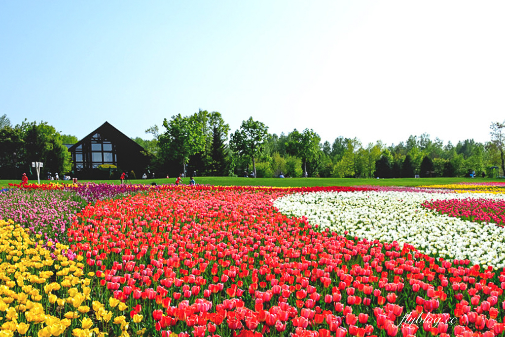 日本北海道｜國營瀧野鈴蘭丘陵公園．札幌親子旅遊景點，夏天賞花冬天玩雪 @飛天璇的口袋