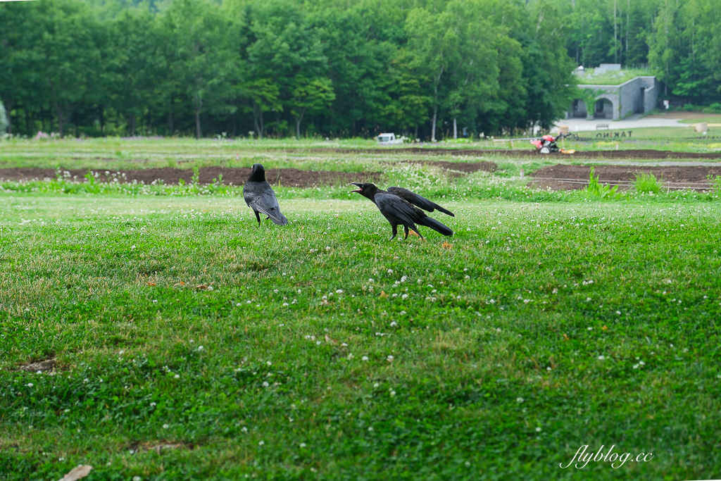 日本北海道｜國營瀧野鈴蘭丘陵公園．札幌親子旅遊景點，夏天賞花冬天玩雪 @飛天璇的口袋