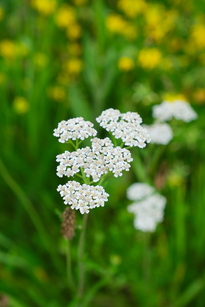 日本北海道｜國營瀧野鈴蘭丘陵公園．札幌親子旅遊景點，夏天賞花冬天玩雪 @飛天璇的口袋