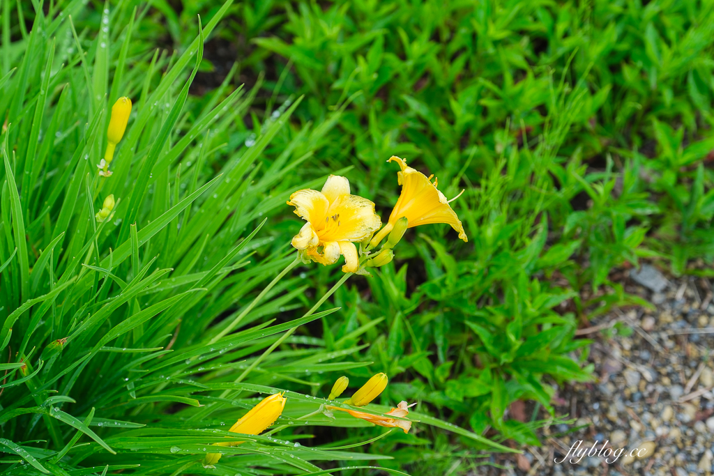日本北海道｜國營瀧野鈴蘭丘陵公園．札幌親子旅遊景點，夏天賞花冬天玩雪 @飛天璇的口袋
