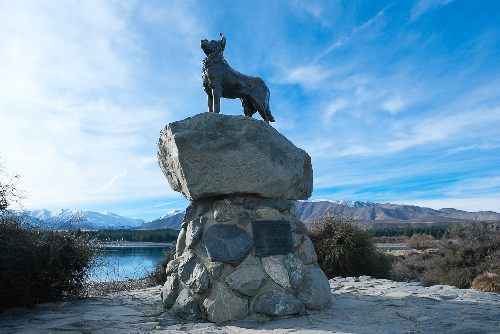紐西蘭南島｜蒂卡波湖 Lake Tekapo．全球七大星空保護區，紐西蘭一級遺產牧羊人教堂 @飛天璇的口袋