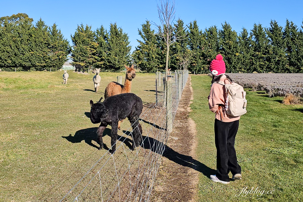 紐西蘭南島｜Farmers Corner．台灣人開的伴手禮店，牧場餵羊駝春天賞薰衣草 @飛天璇的口袋