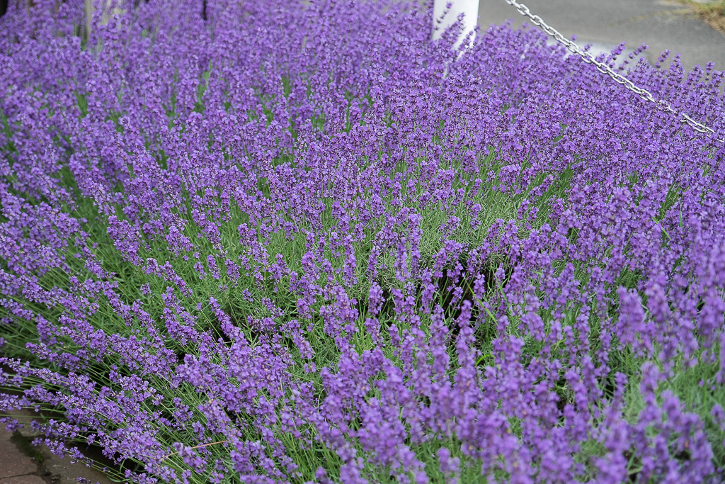 日本北海道｜旭川拉麵村 梅光軒．榮獲旭川拉麵大賞，米其林指南推薦拉麵 @飛天璇的口袋