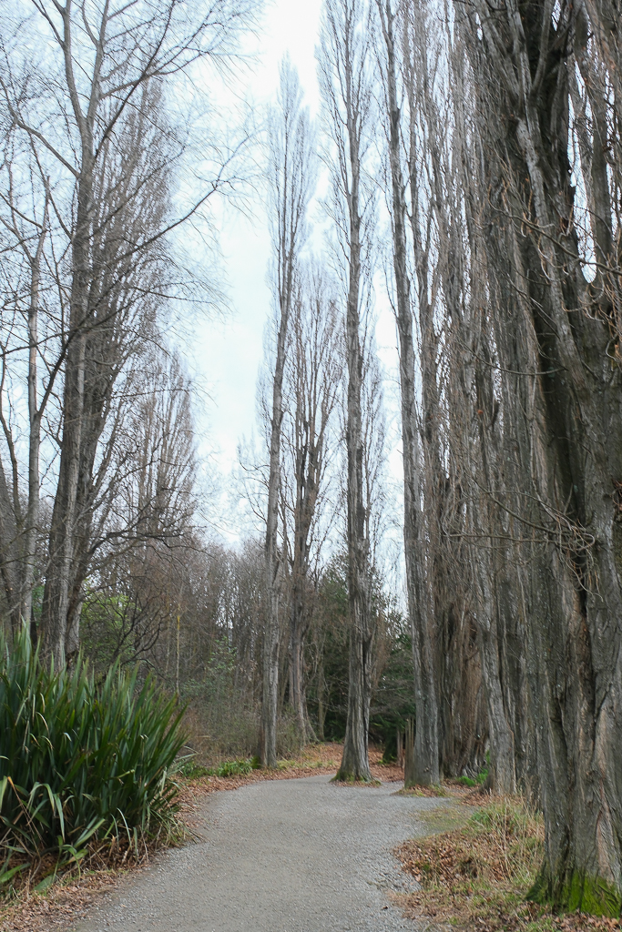 紐西蘭南島｜瓦納卡之樹 That Wānaka tree．全世界最孤獨的樹，南島必訪唯美小鎮 @飛天璇的口袋