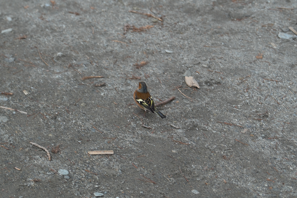 紐西蘭南島｜瓦納卡之樹 That Wānaka tree．全世界最孤獨的樹，南島必訪唯美小鎮 @飛天璇的口袋
