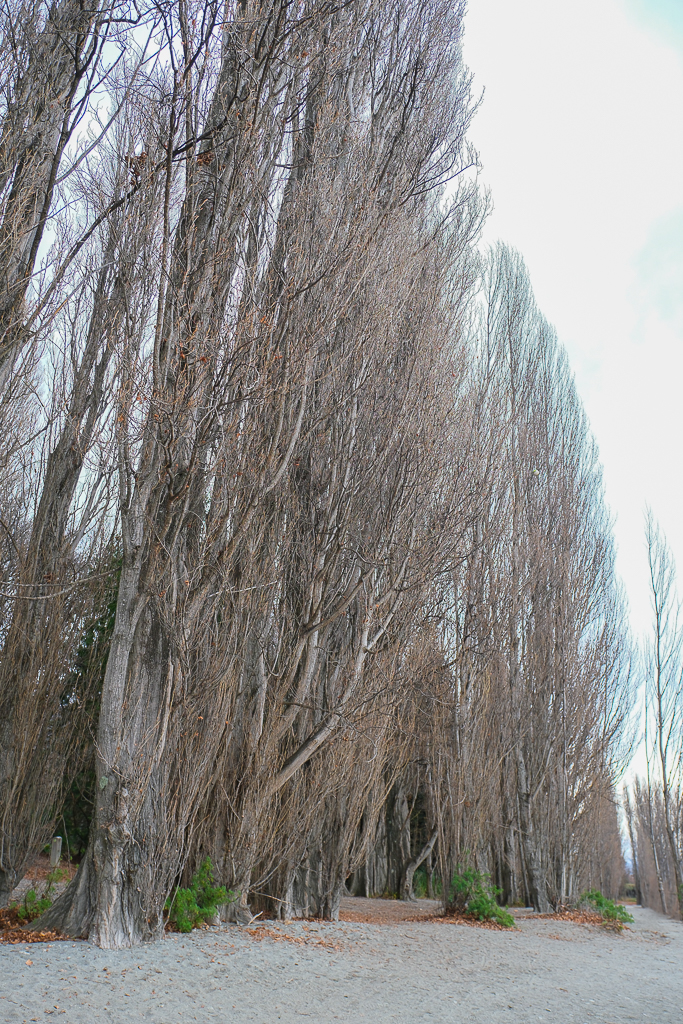 紐西蘭南島｜瓦納卡之樹 That Wānaka tree．全世界最孤獨的樹，南島必訪唯美小鎮 @飛天璇的口袋