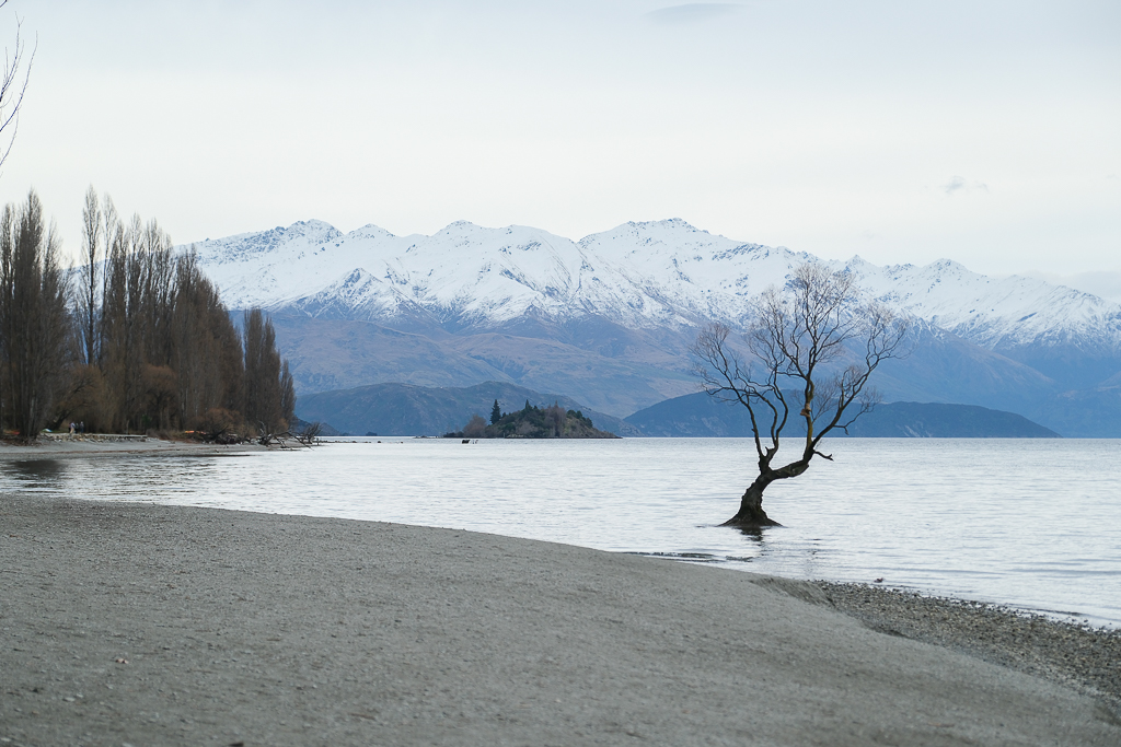 紐西蘭南島｜瓦納卡之樹 That Wānaka tree．全世界最孤獨的樹，南島必訪唯美小鎮 @飛天璇的口袋