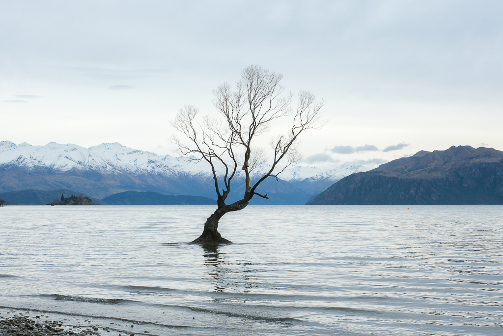 紐西蘭南島｜瓦納卡之樹 That Wānaka tree．全世界最孤獨的樹，南島必訪唯美小鎮 @飛天璇的口袋