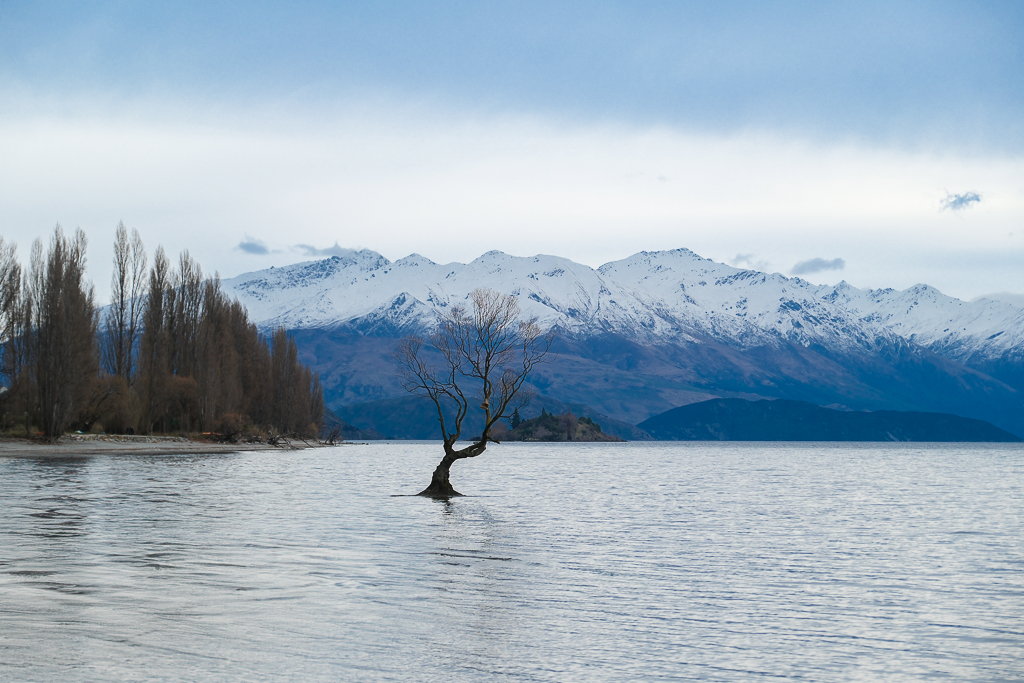 紐西蘭南島｜瓦納卡之樹 That Wānaka tree．全世界最孤獨的樹，南島必訪唯美小鎮 @飛天璇的口袋