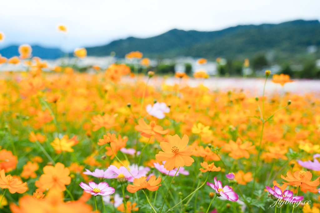 【2025新社花海】台中花毯節11/8登場，可愛的「飛天小女警」主題，三大亮點一次看 @飛天璇的口袋