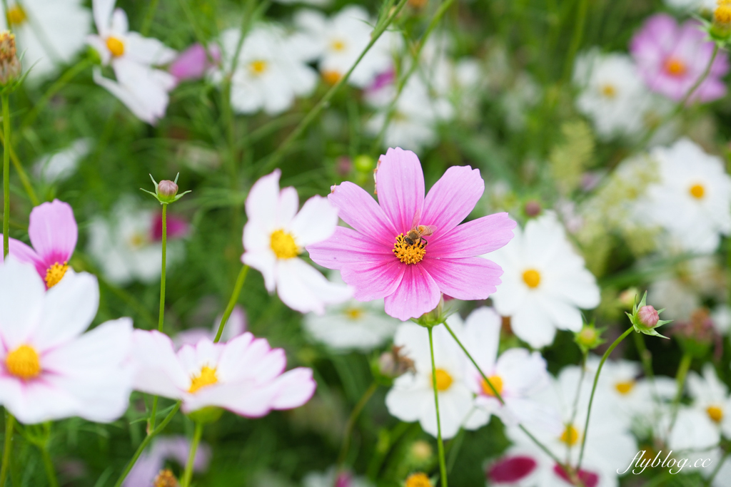 【2025新社花海】台中花毯節11/8登場，可愛的「飛天小女警」主題，三大亮點一次看 @飛天璇的口袋