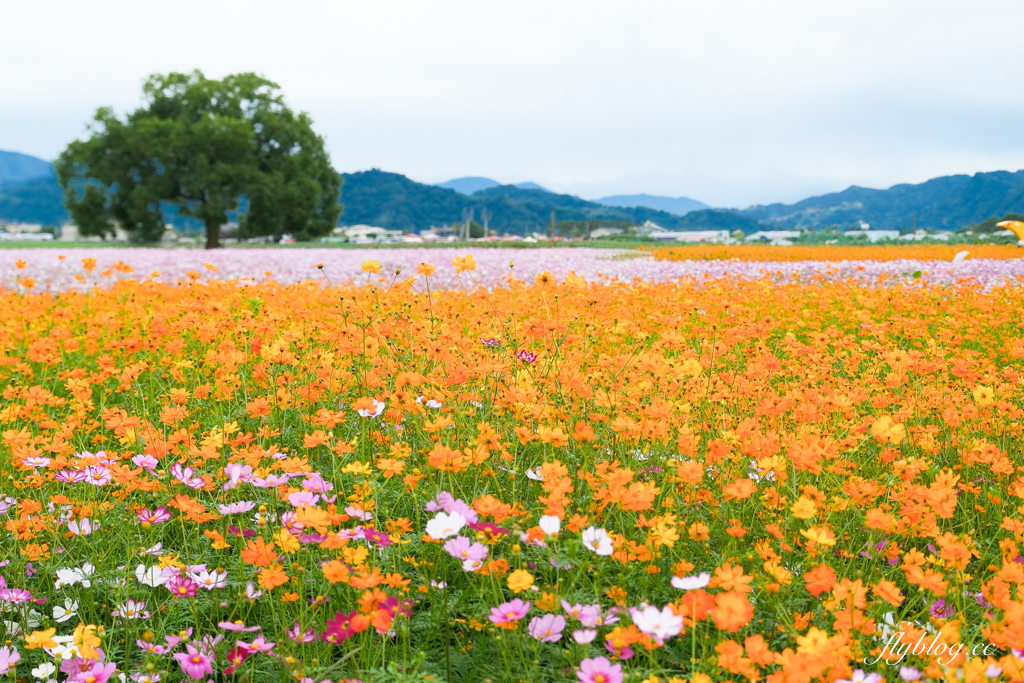 【2025新社花海】台中花毯節11/8登場，可愛的「飛天小女警」主題，三大亮點一次看 @飛天璇的口袋