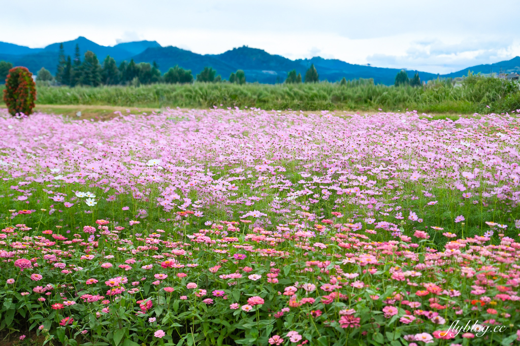 【2025新社花海】台中花毯節11/8登場，可愛的「飛天小女警」主題，三大亮點一次看 @飛天璇的口袋