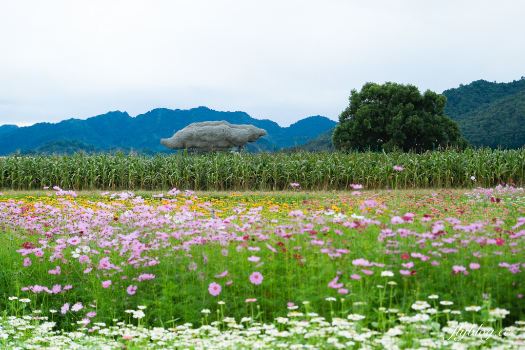 【2025新社花海】台中花毯節11/8登場，可愛的「飛天小女警」主題，三大亮點一次看 @飛天璇的口袋