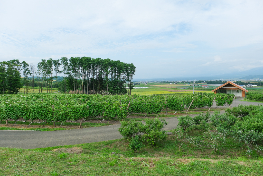 日本北海道｜六花亭富良野店 Campana．座落於葡萄園的絕美景觀，富良野落地窗咖啡館 @飛天璇的口袋