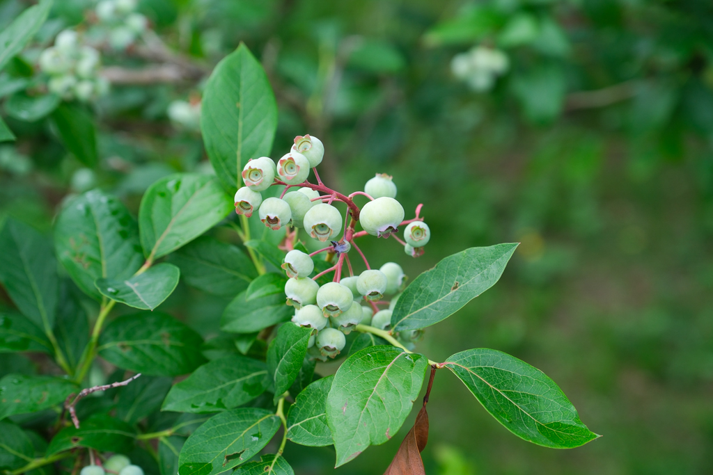 日本北海道｜六花亭富良野店 Campana．座落於葡萄園的絕美景觀，富良野落地窗咖啡館 @飛天璇的口袋