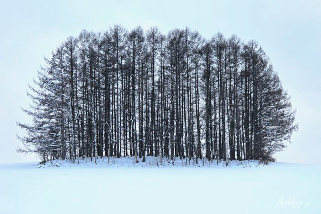 日本北海道｜美瑛網紅樹．5棵經典必拍樹木，附Google Map導航連結 @飛天璇的口袋