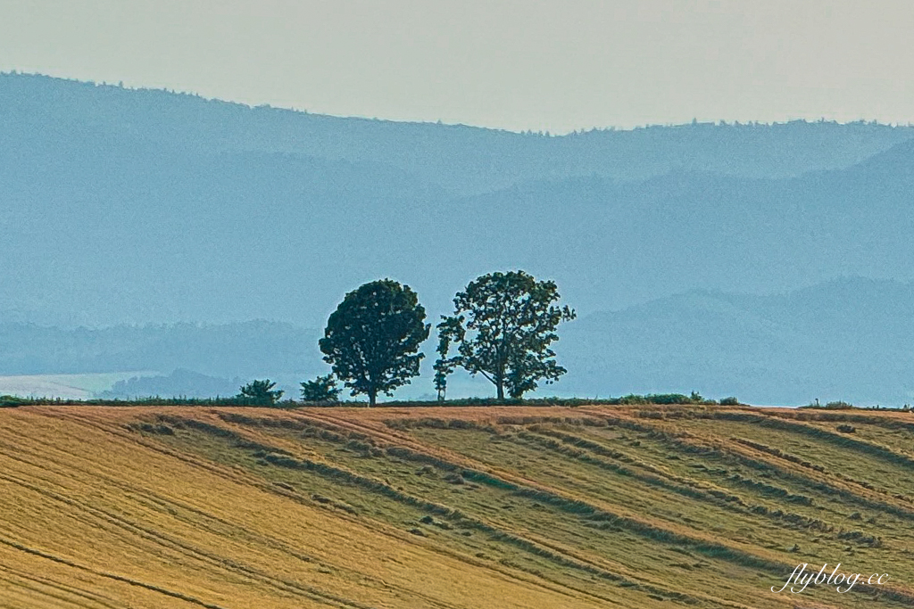 日本北海道｜美瑛網紅樹．5棵經典必拍樹木，附Google Map導航連結 @飛天璇的口袋