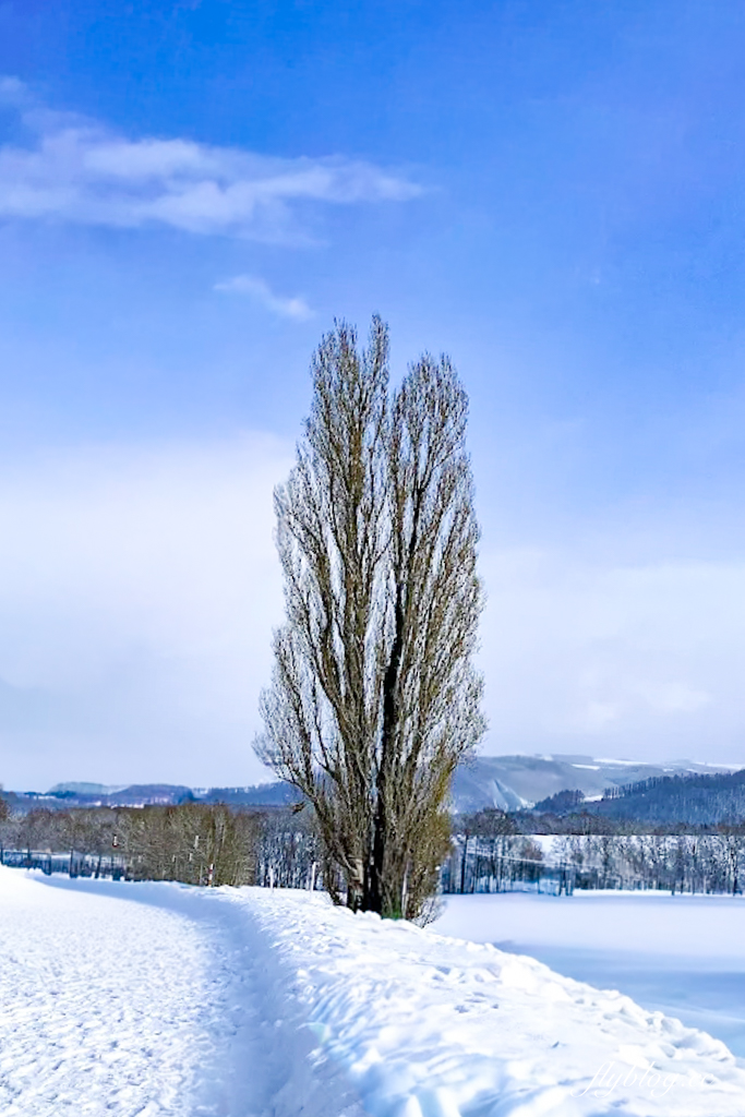 日本北海道｜美瑛網紅樹．5棵經典必拍樹木，附Google Map導航連結 @飛天璇的口袋