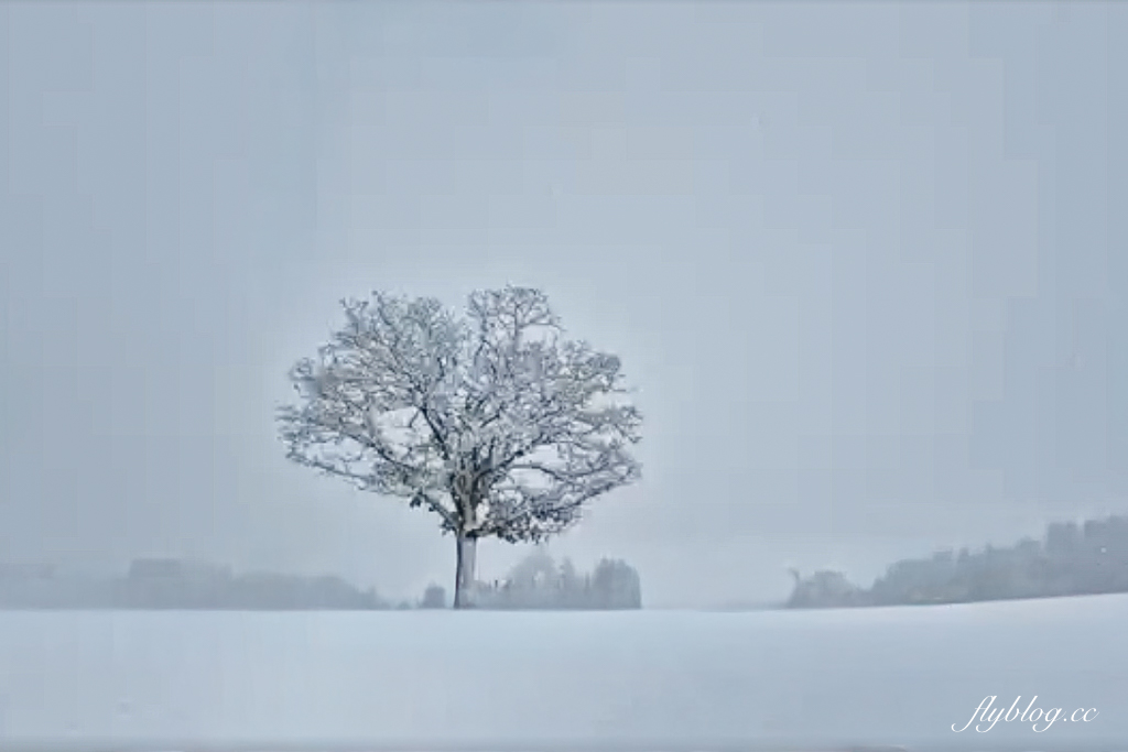 日本北海道｜美瑛網紅樹．5棵經典必拍樹木，附Google Map導航連結 @飛天璇的口袋