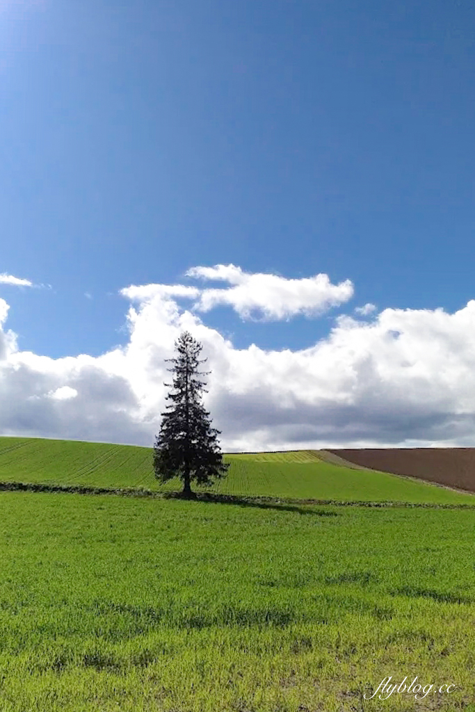 日本北海道｜美瑛網紅樹．5棵經典必拍樹木，附Google Map導航連結 @飛天璇的口袋