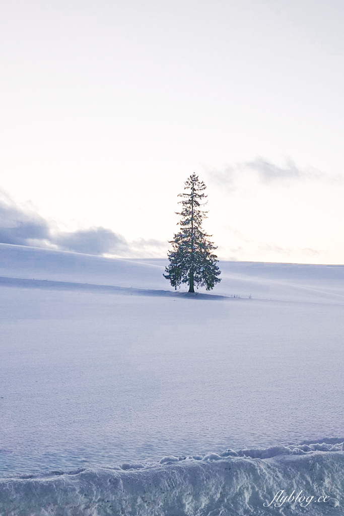 日本北海道｜美瑛網紅樹．5棵經典必拍樹木，附Google Map導航連結 @飛天璇的口袋