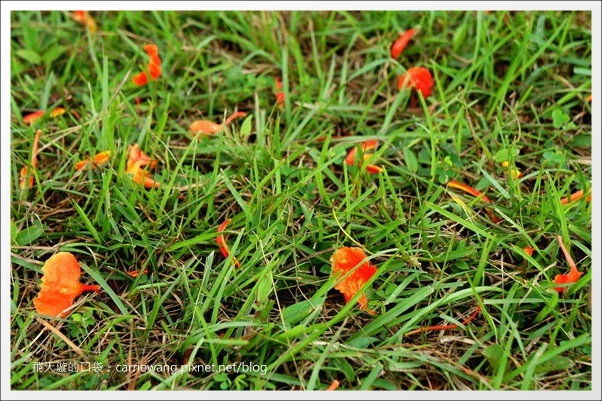 花蓮吉安｜東華大學｜東部最美的貴族學校，仿佛置身小歐洲 @飛天璇的口袋