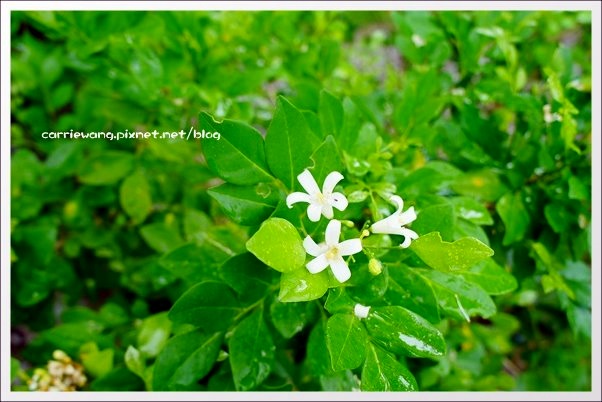 【花蓮旅遊景點】雲山水生態農莊。美如仙境的夢幻湖，後山的世外桃源 @飛天璇的口袋