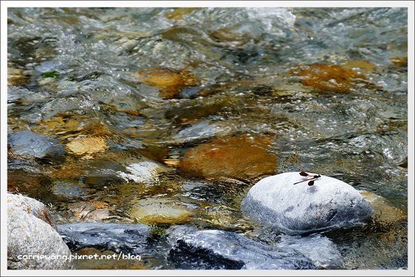 花蓮秀林｜砂卡噹步道．花蓮太魯閣國家公園的山林步道，不用辦理入山證的神秘谷 @飛天璇的口袋