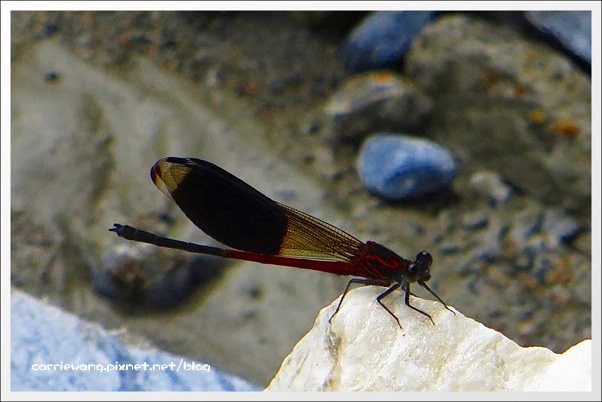 花蓮秀林｜砂卡噹步道．花蓮太魯閣國家公園的山林步道，不用辦理入山證的神秘谷 @飛天璇的口袋