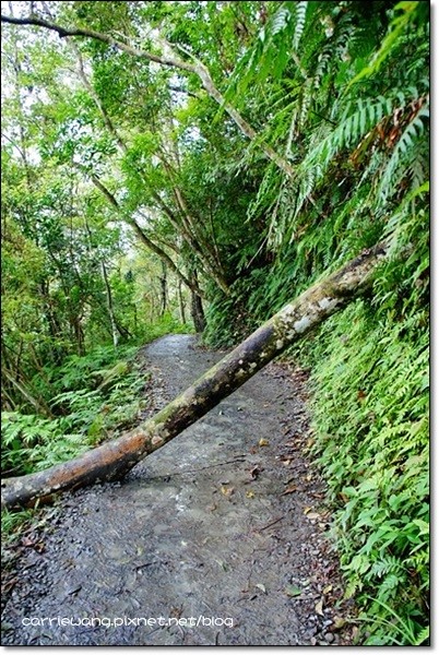 宜蘭礁溪｜林美石磐步道，有宜蘭小太魯閣之稱的林美步道，輕鬆遠離塵囂享受芬多精 @飛天璇的口袋