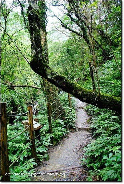 宜蘭礁溪｜林美石磐步道，有宜蘭小太魯閣之稱的林美步道，輕鬆遠離塵囂享受芬多精 @飛天璇的口袋