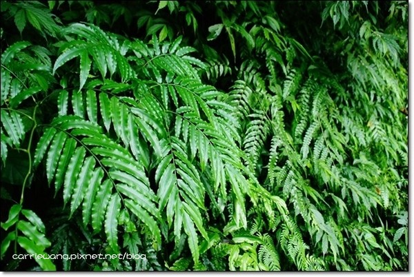 宜蘭礁溪｜林美石磐步道，有宜蘭小太魯閣之稱的林美步道，輕鬆遠離塵囂享受芬多精 @飛天璇的口袋
