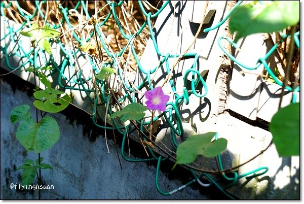 台北四四南村｜現代與復古衝突的美感，在眷村裡尋找歷史的足跡，好丘 good cho’s貝果 @飛天璇的口袋