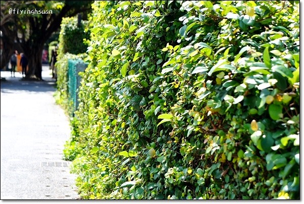 台北四四南村｜現代與復古衝突的美感，在眷村裡尋找歷史的足跡，好丘 good cho’s貝果 @飛天璇的口袋