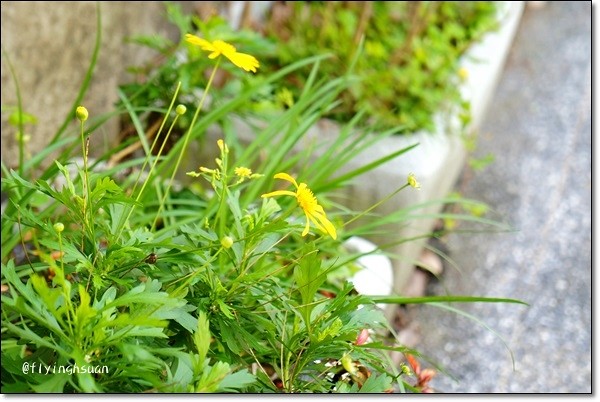 台北四四南村｜現代與復古衝突的美感，在眷村裡尋找歷史的足跡，好丘 good cho’s貝果 @飛天璇的口袋