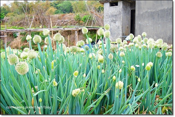 【台中旅遊景點】大雅小麥文化節。遇見最美麗的金色麥浪，迎接2014年最燦爛的春天 @飛天璇的口袋