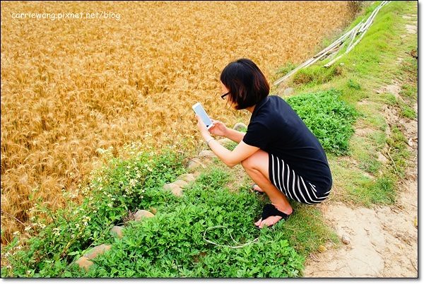 【台中旅遊景點】大雅小麥文化節。遇見最美麗的金色麥浪，迎接2014年最燦爛的春天 @飛天璇的口袋