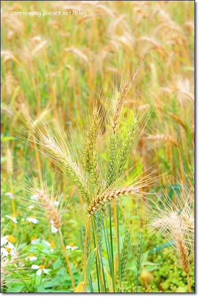 【台中旅遊景點】大雅小麥文化節。遇見最美麗的金色麥浪，迎接2014年最燦爛的春天 @飛天璇的口袋