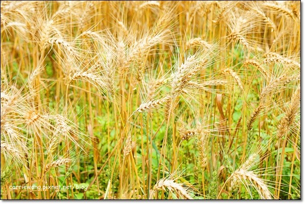 【台中旅遊景點】大雅小麥文化節。遇見最美麗的金色麥浪，迎接2014年最燦爛的春天 @飛天璇的口袋
